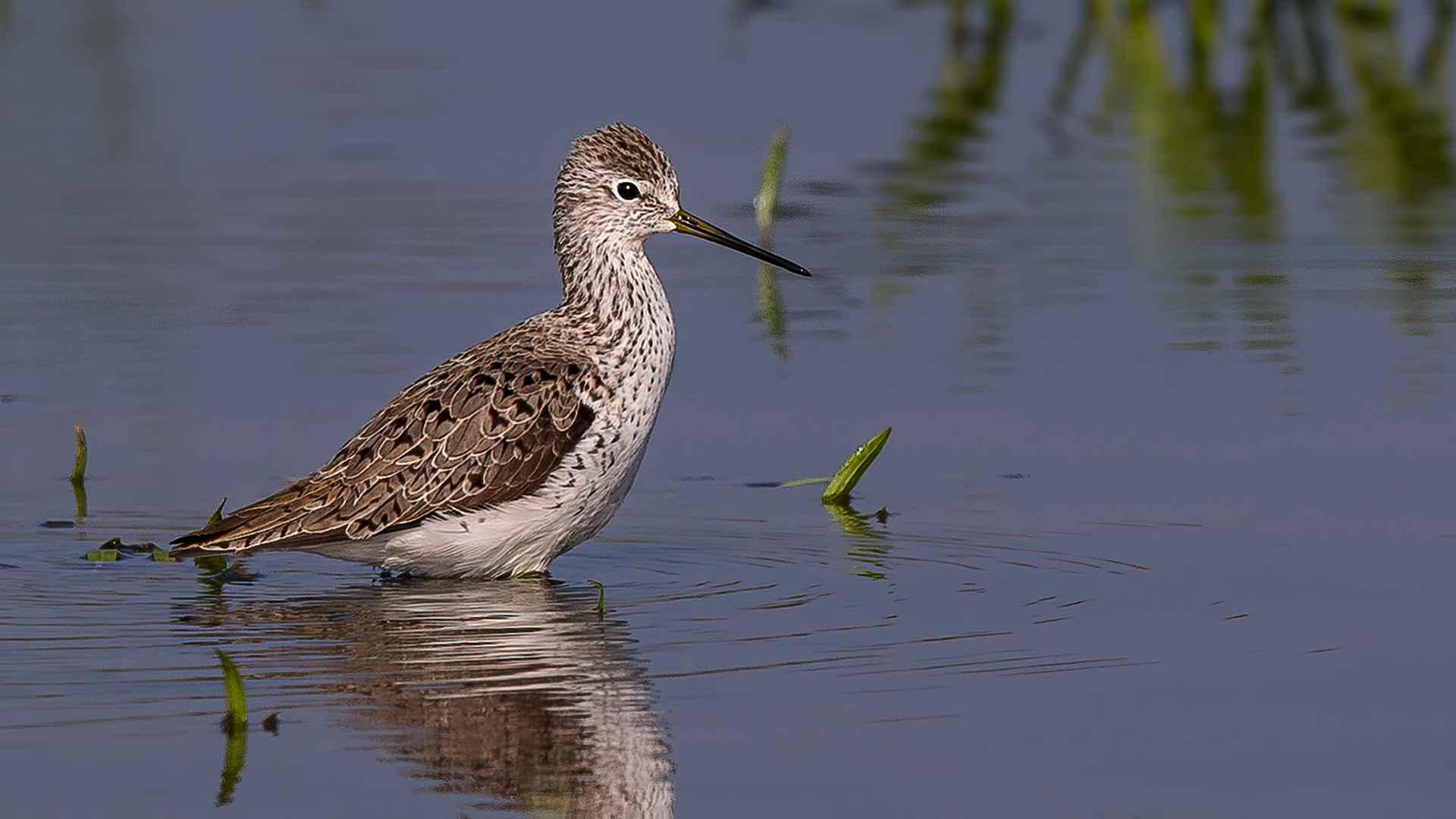 Marsh Sandpiper